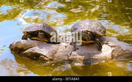 Due tartarughe Slider dalle orecchie rosse che si crogiolano su un tronco circondate da alghe e alghe verdi luminose in un tranquillo laghetto di acqua dolce a Hopkins Wilderne Foto Stock