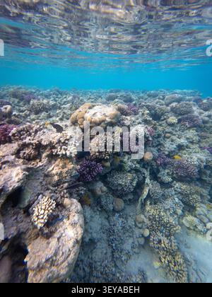 Vibrante barriera corallina tropicale sotto la tranquilla superficie del mare in acque blu Foto Stock