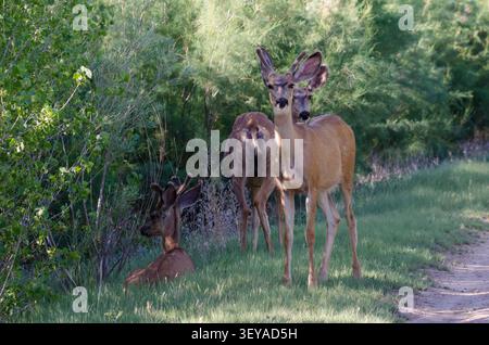 Mule Deer, Odocoileus hemionus, buchi in velluto Foto Stock