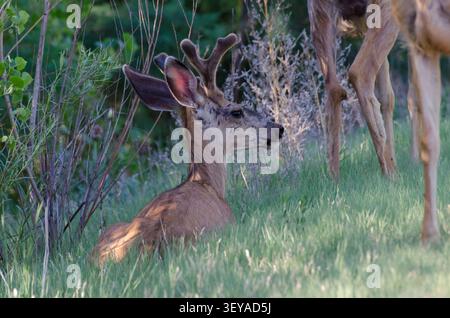 Mule Deer, Odocoileus hemionus, fatevi cullare in velluto Foto Stock
