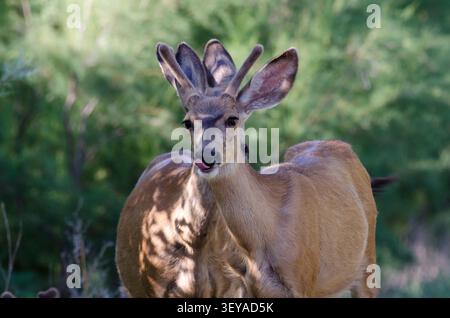 Mule Deer, Odocoileus hemionus, fatevi cullare in velluto Foto Stock