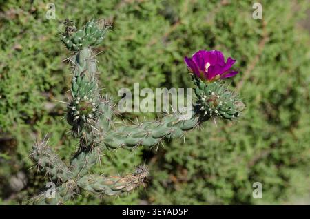 Albero Cholla, Cylindropuntia imbricata, in fiore Foto Stock