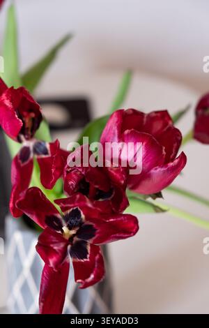 Primo piano di un bouquet di tulipani rossi appassiti. Foto Stock