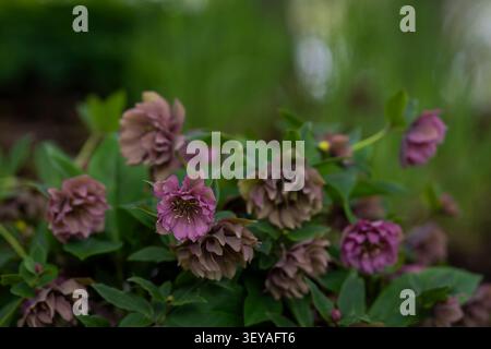 Primo piano di Helleborus x hybridus "Double Ellen Red" caratterizzato da ricchi fiori viola-borgogna doppi che fioriscono in un giardino primaverile. Foto Stock