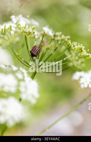 Due cimici a strisce rosse e nere poggiano su boccioli di fiori verdi in una luce naturale soffusa con uno sfondo sfocato. Foto Stock
