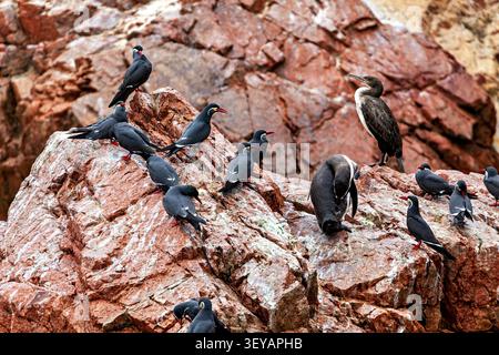 Lo sterno inca sulle rocce delle isole Ballestas al largo di Paracas in Perù (Larosterna inca) Foto Stock