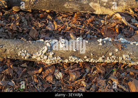Bracket Fungus su un tronco marciante nella foresta nel Dahomey National Wildlife Refuge in Mississippi Foto Stock
