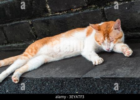 Gatto dello zenzero che dorme sul marciapiede urbano alla luce del giorno. Foto Stock