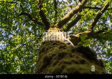 Prospettiva a basso angolo guardando dritto su un grosso tronco di albero ricoperto densamente di muschio verde brillante verso un baldacchino di foglie decidue e cielo blu Foto Stock