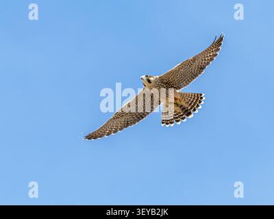Giovane falco pellegrino maschio (Falco peregrinus) che vola intorno all'abbazia di Romsey nell'Hampshire, Inghilterra, Regno Unito Foto Stock