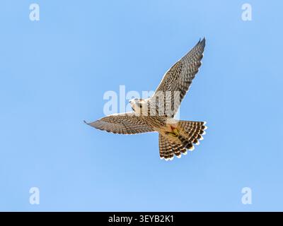 Giovane falco pellegrino maschio (Falco peregrinus) che vola intorno all'abbazia di Romsey nell'Hampshire, Inghilterra, Regno Unito Foto Stock