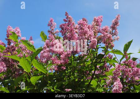 Bellissimi fiori lilla rosa (Syylan vulgaris) in fiore contro un cielo primaverile azzurro. Fiori profumati in piena fioritura con foglie verdi vibranti, s Foto Stock