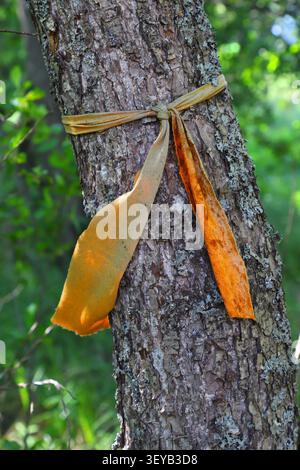 Nastro di tessuto arancione legato intorno a un tronco di albero in una foresta verde. Segnaletica utilizzata per percorsi escursionistici, forestali, conservazione della natura, navigazione all'aperto Foto Stock