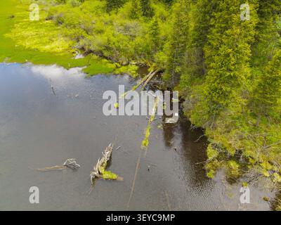 Vista ad alto angolo su acque chiare e scure vicino a una costa paludosa con rami di alberi in decadenza e vegetazione verde Foto Stock