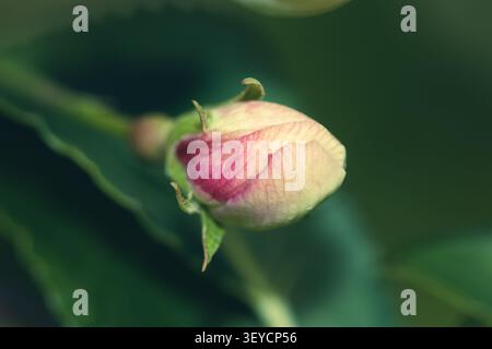 Primo piano verticale macro della fioritura di mele di un singolo bocciolo di fiori selvatici rosa chiuso che fiorisce su sfondo verde scuro Foto Stock