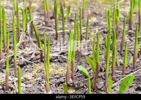 Il Giglio della sorgente della valle germoglia macro orizzontale di giovani germogli verdi che sfondano il suolo Foto Stock