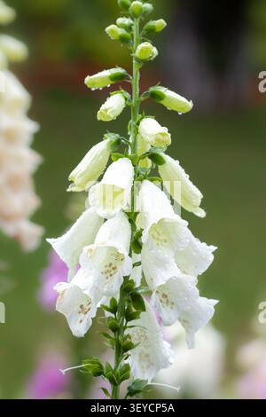 Primo piano verticale bianco del fiore della purpurea digitalis con gocce di pioggia su sfondo sfocato Foto Stock