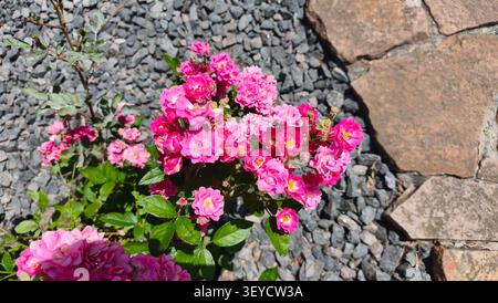 Un vivace gruppo di piccole rose polyantha rosa che fioriscono magnificamente in un giardino paesaggistico con sfondo di ghiaia grigia decorativa e vialetto in pietra. Foto Stock