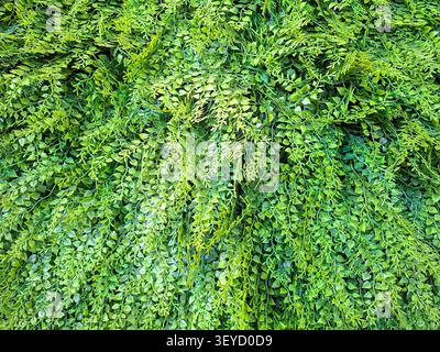 Vista ravvicinata del vibrante prato artificiale che imita la consistenza e l'aspetto delle piante di felce. Questo materiale sintetico è ideale per migliorare i giardini e il Foto Stock