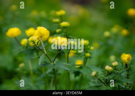 I globeflowers europei (Trollius europaeus) fioriscono in un lussureggiante prato primaverile, con vivaci fiori sferici gialli su sfondo verde. Foto Stock