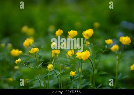 I globeflowers europei (Trollius europaeus) fioriscono in un lussureggiante prato primaverile, con vivaci fiori sferici gialli su sfondo verde. Foto Stock