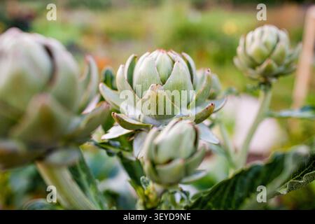 Gemme di carciofo verde che crescono in un giardino Foto Stock