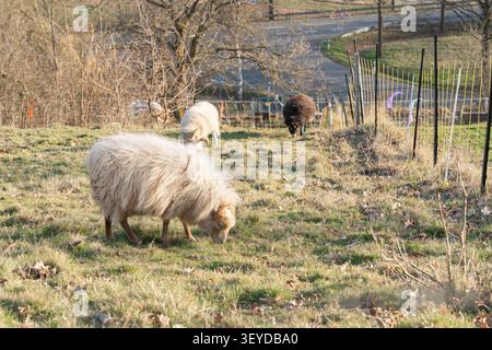 Pecore bianche e nere che pascolano su una vibrante erba verde sotto la luce del sole primaverile. Una tranquilla scena rurale che simboleggia l'agricoltura, la natura, . Foto di alta qualità Foto Stock