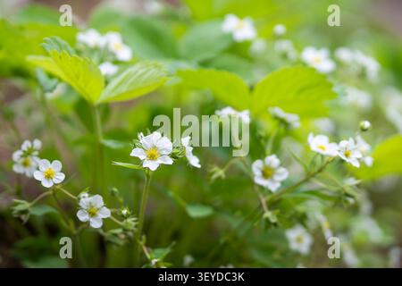 I fiori di fragola (Fragaria vesca) del bosco selvaggio fioriscono tra foglie verdi fresche in primavera, catturati dalla luce naturale soffusa e da uno sfondo da sogno. Foto Stock