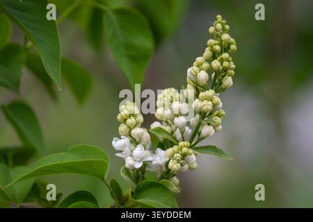 Lilla comune bianca (Sydding vulgaris 'Madame Lemoine') boccioli di fiori e delicati fiori che emergono in primavera, circondati da lussureggianti foglie verdi. Foto Stock