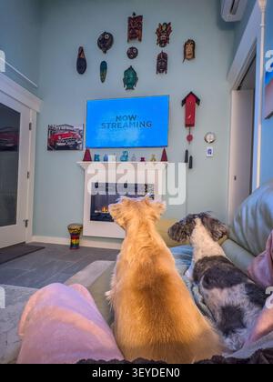 Due cani di piccola taglia seduti su un divano che guardano lo streaming in televisione Foto Stock