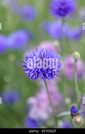 Fiori di corno. Fiordaliso. Centaurea cyanus. Prato di campo di fiordaliso blu da vicino. REGNO UNITO Foto Stock