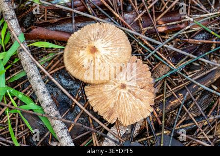 Parasola plicatilis, Pleated Inkcap, Merri Creek Trail, Clifton Hill, Victoria, Australia, Victoria, Australia Foto Stock