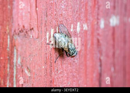 Primo piano di una mosca domestica comune su superficie di legno rossa. Macro dettagliata dell'insetto. Foto Stock