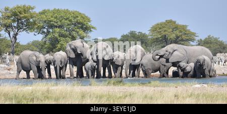 Un grosso branco di elefanti che bevono insieme in una pozza d'acqua nel Parco Nazionale di Etosha in Namibia Foto Stock