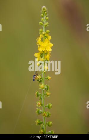 Una pianta fiorita (Agrimonia eupatoria) con fondo sfocato e scarabeo su di essa Foto Stock