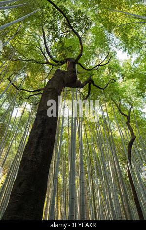 Prospettiva a terra che guarda in alto il tronco scuro e nodoso di un albero massiccio nella foresta di bambù di Arashiyama, Kyoto, Giappone Foto Stock