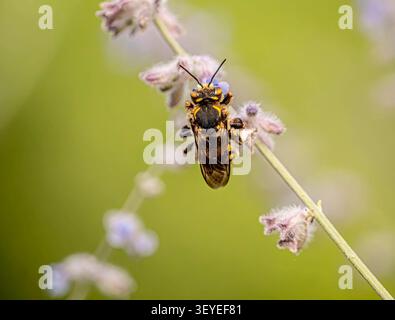 Macinato di un'ape miele che impollina fiori di lavanda viola Foto Stock