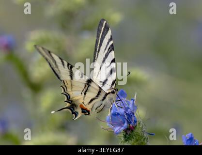 Una fotografia macro di una rara farfalla swallowtail (Iphiclides podalirius) che si nutre su un fiore blu vibrante. Foto Stock