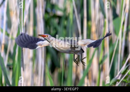 Piccolo amaro comune (Botaurus minutus / Ixobrychus minutus) maschio adulto che decolla dal letto di canna / dal letto di canna nella zona umida in primavera Foto Stock