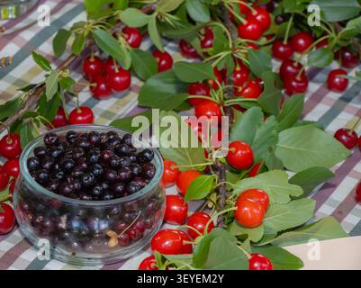 Ciliegie fresche dolci con foglie verdi che circondano una ciotola di vetro di bacche nere selvatiche, cattura la raccolta estiva, frutta fresca di stagione, cibo sano e Foto Stock