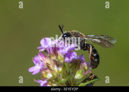 Apidae, api, api da solco, api strette comuni, imenotteri, lasioglossum calceatum, api da estrazione snella, insetti, api selvatiche Foto Stock