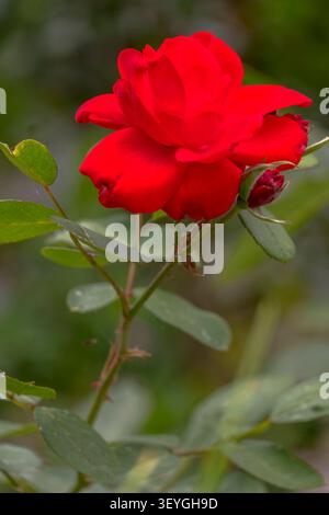 Red Rose in un giardino Foto Stock