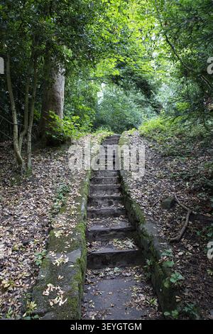 Scalini in pietra Mossy che conducono attraverso una lussureggiante foresta boschiva all'ombra di Philips Park, Whitefield, Prestwich, Bury, Greater Manchester, REGNO UNITO. Foto Stock