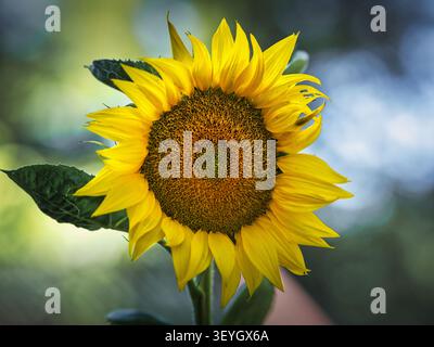 Primo piano di girasole giallo brillante con morbido bokeh naturale Foto Stock