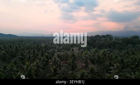 Vista aerea di una vasta piantagione di noci di cocco sotto un bellissimo cielo color pastello al tramonto Foto Stock