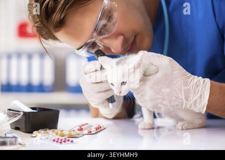 Vet medico esaminando i gattini in ospedale per animali Foto Stock