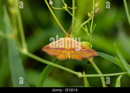 Farfalla geometra del moccolo che riposa su una pianta. Concetto di identificazione degli insetti, conservazione della natura e giardino fiorito nel cortile di casa. Foto Stock