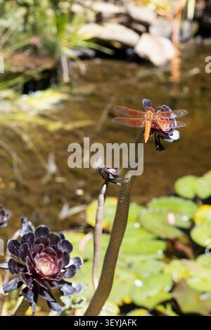 Libellula saturata Foto Stock