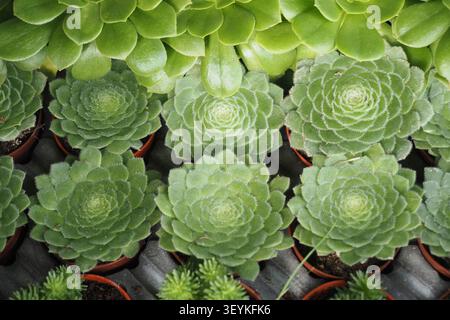 Questa pianta è un Aeonium tabuliforme, comunemente noto come la pianta a piattino o eonio Foto Stock