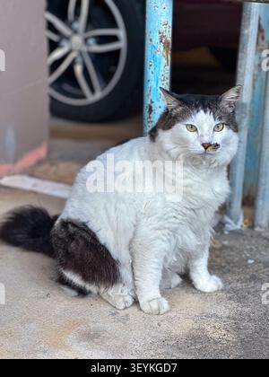 Gatto domestico nero e bianco che riposa all'aperto vicino all'erba e al marciapiede alla luce naturale del giorno. Foto Stock